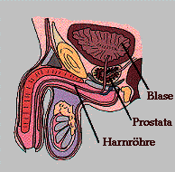 Lage der Prostata im mnnlichen Becken